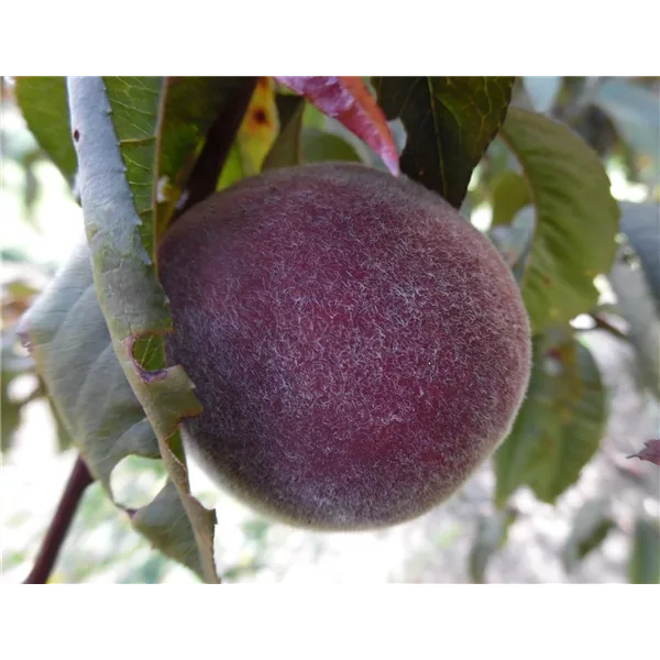 Pfirsich 'Rubira'