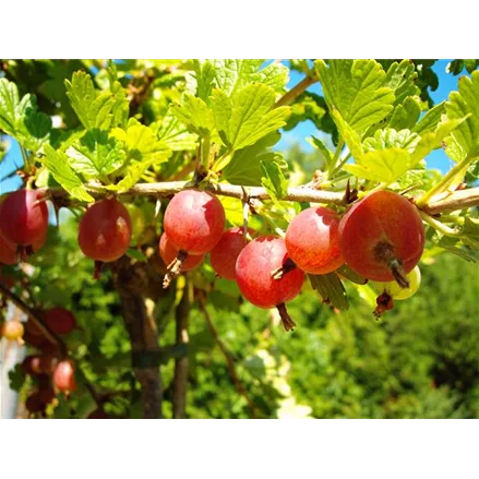 Säulenstachelbeere 'Hinnonmäki' rot