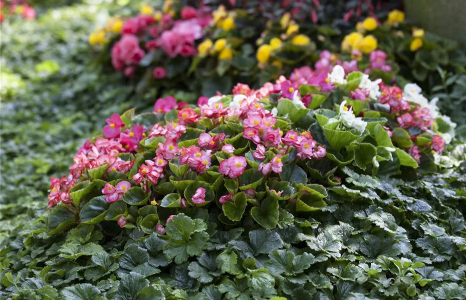 Für Gräber im Sommer die richtigen Blumen finden