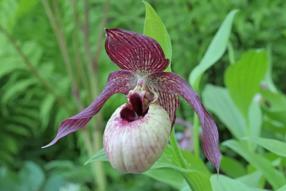 Gartenorchidee Frauenschuh 'Axel' (Frosch®) 1 blühstarkes und bereits mehrtriebiges Rhizom 