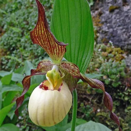 Gartenorchidee Frauenschuh 'Frosch's Mother Earth' (Frosch®) 