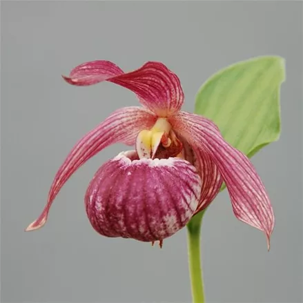Gartenorchidee Frauenschuh 'Bernd' (Hardy Orchid®) 