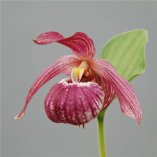 Gartenorchidee Frauenschuh 'Bernd' (Hardy Orchid®) - Cypripedium 'Bernd' (Hardy Orchid®) Gartenorchidee Frauenschuh 'Bernd' (Hardy Orchid®) - Cypripedium 'Bernd' (Hardy Orchid®)