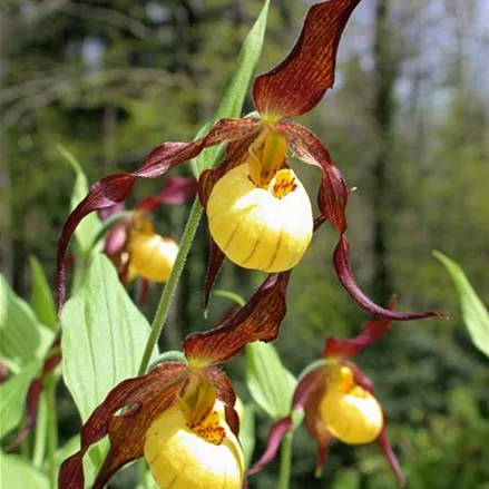 Gartenorchidee Frauenschuh 'Hank Small' (Frosch®) 