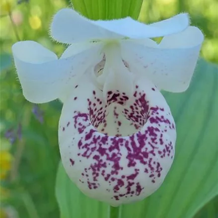 Gartenorchidee Frauenschuh 'Ulla Silkens' (Frosch®)