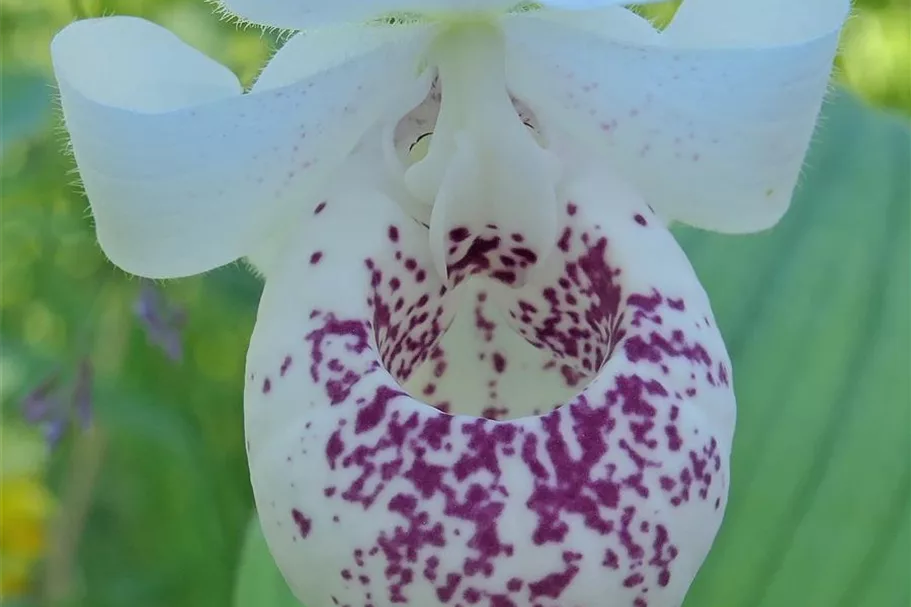 Gartenorchidee Frauenschuh 'Ulla Silkens' (Frosch®) 1 blühstarkes und bereits mehrtriebiges Rhizom 