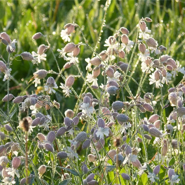 Taubenkropf Gewöhnliches Leimkraut