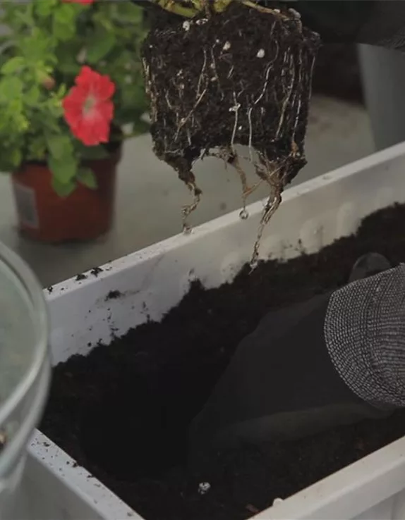 Hängende Petunien - den Balkonkasten bepflanzen