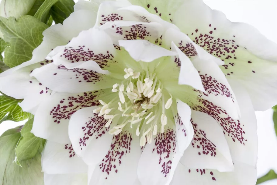 Helleborus x orientalis 9 x 9 cm Topf 0,5 Liter 