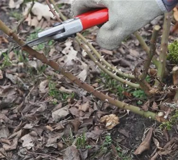 Beetrosen - Kräftig zurückschneiden im Frühling