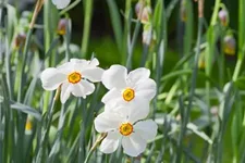 Garten-Narzisse 'Actaea' 11 cm