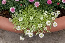 Iberis sempervirens 'Whitout' 9 x 9 cm Topf 0,5 Liter 