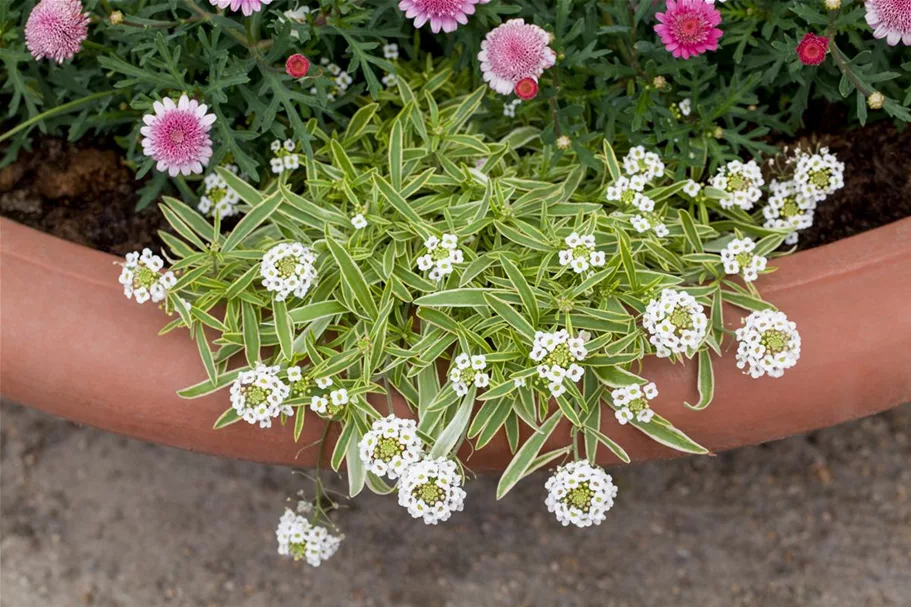 Iberis sempervirens 'Whitout' 9 x 9 cm Topf 0,5 Liter 