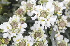 Iberis sempervirens 'Whitout' 9 x 9 cm Topf 0,5 Liter 