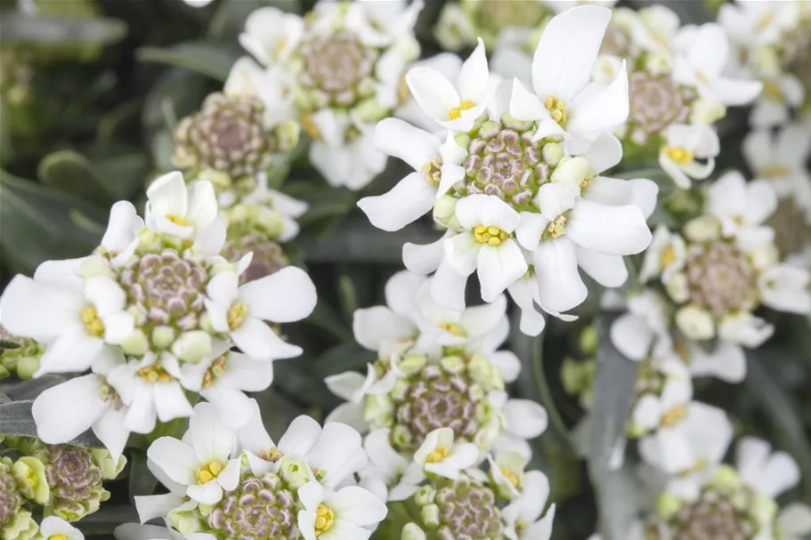 Iberis sempervirens 'Whitout' 9 x 9 cm Topf 0,5 Liter 