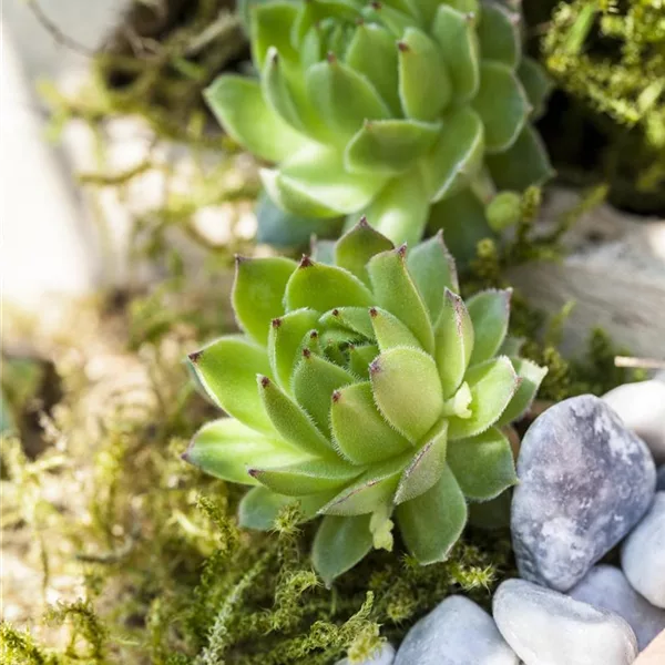 Pillentragender Donarsbart 'Kugelige Wirbel-Steinwurz'