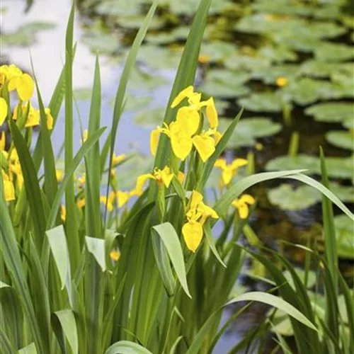 Asiatische Sumpf-Schwertlilie