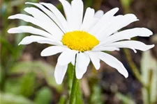 Leucanthemum x superb.'Silberprinzesschen', gen. 9 x 9 cm Topf 0,5 Liter 