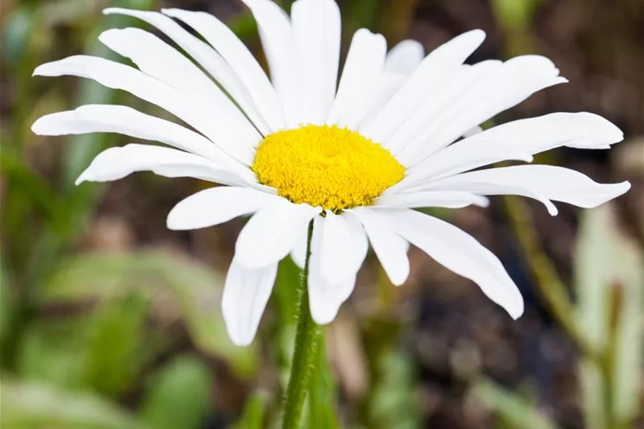 Leucanthemum x superb.'Silberprinzesschen', gen. 9 x 9 cm Topf 0,5 Liter 