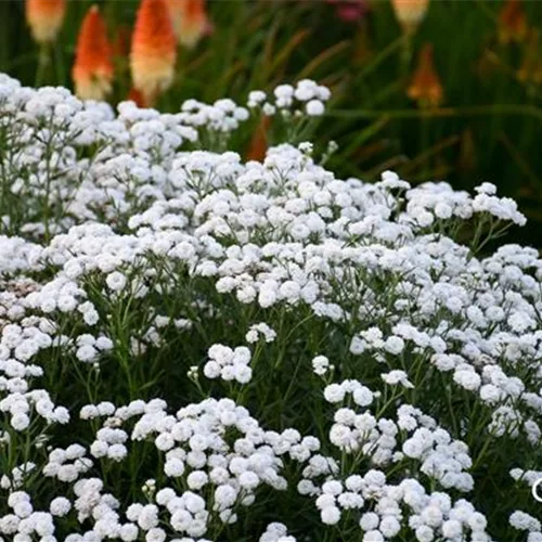 Achillea ptarmica 'Peter Cottontail' -R-