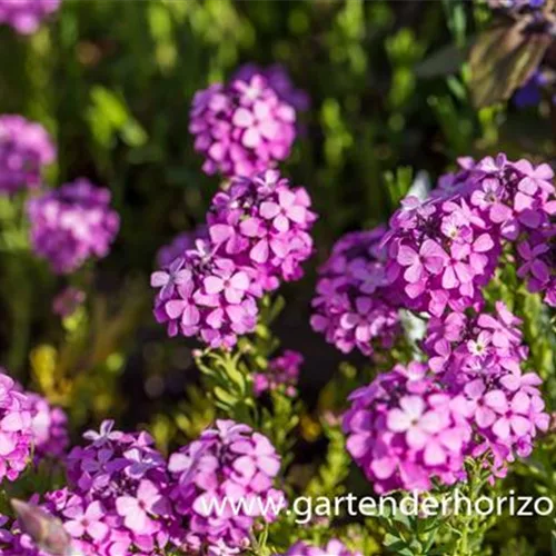 Aethionema armenum 'Warley Ruber'