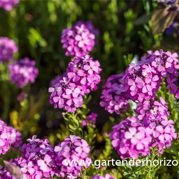 Aethionema armenum 'Warley Ruber'