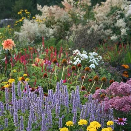 Agastache rugosa Agastache rugosa