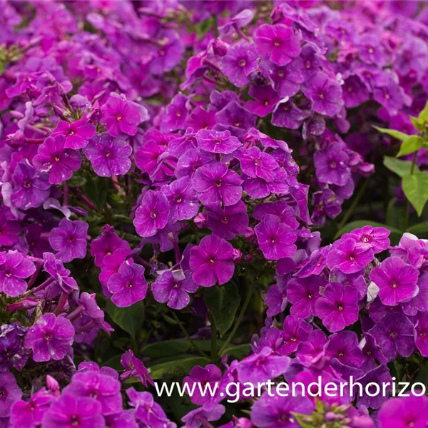 Gedrungene Flammenblume 'Purple Flame'