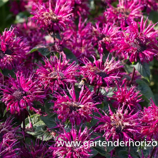 Indianernessel 'Bee-True'