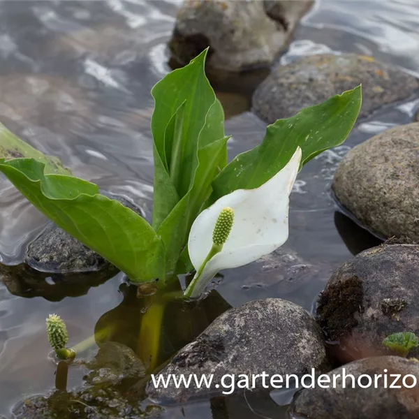 Ostasiatische, weiße Scheinkalla