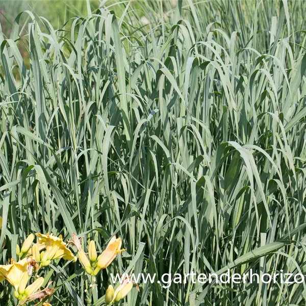 Panicum virgatum 'Dallas Blues'