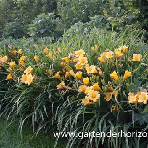 Taglilie 'Stella de Oro'