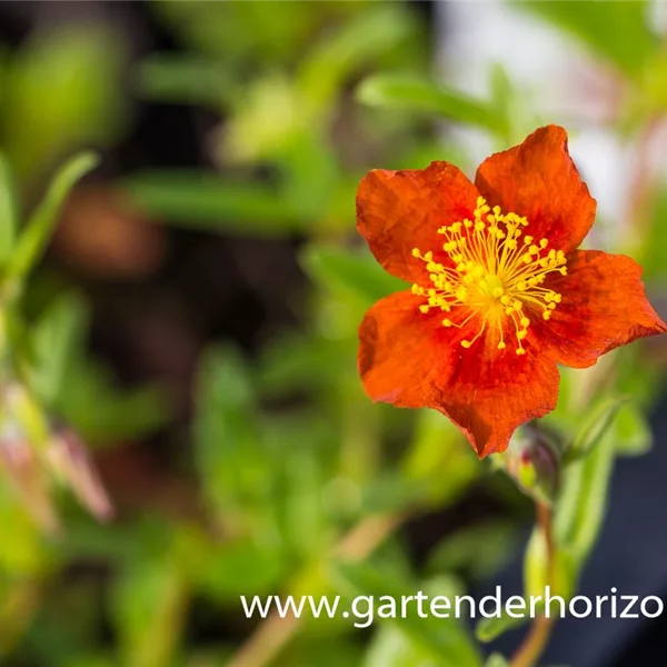 Sonnenröschen 'Watergate Orange'