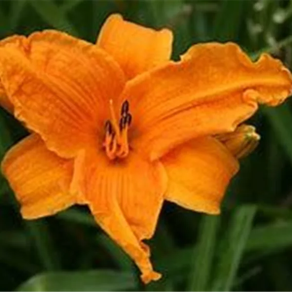 Taglilie 'Burning Daylight'