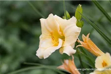 Taglilie 'Precious d'Oro' 1 Liter Topf