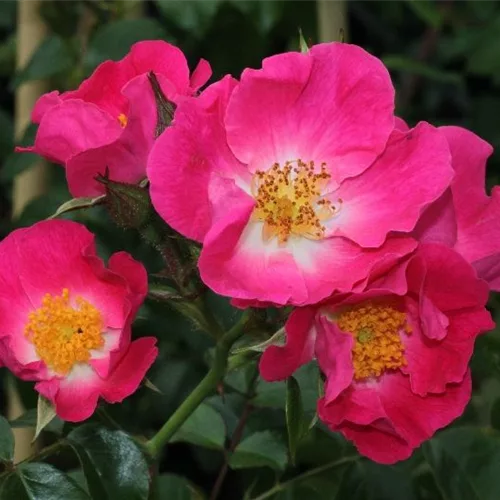 Kletterrose 'American Pillar'