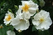 Kletterrose 'Bobby James' Rambler 5 Liter Topf