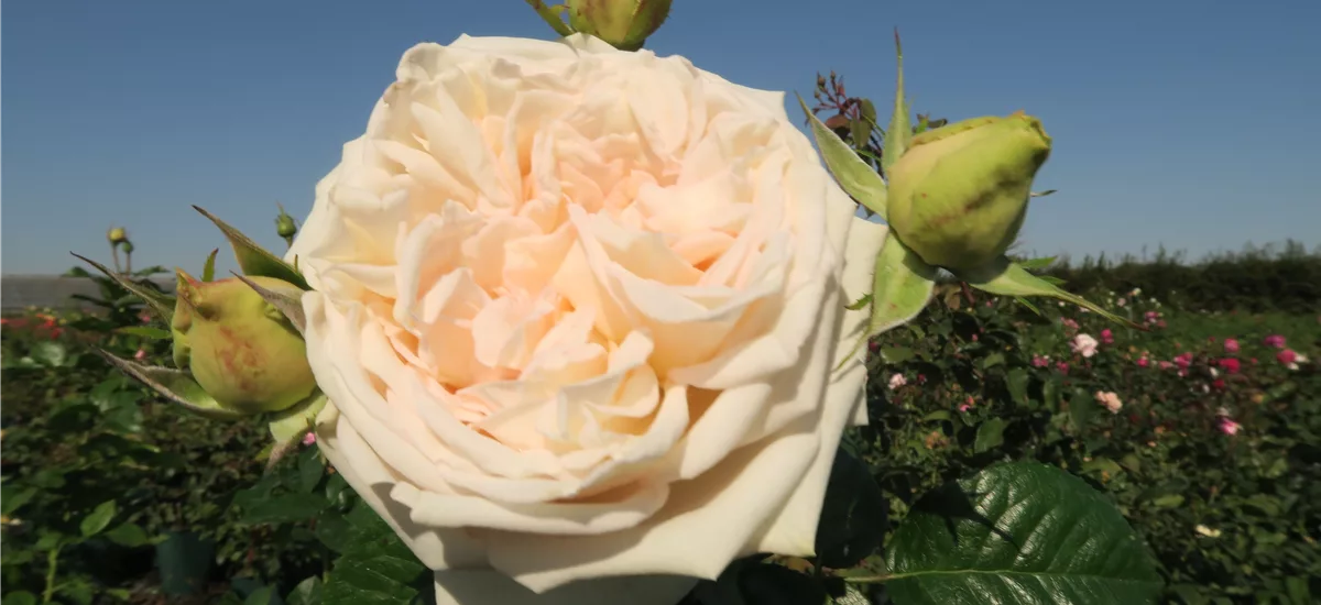 Rosa 'Madame Anisette'® 5,5 Liter Topf