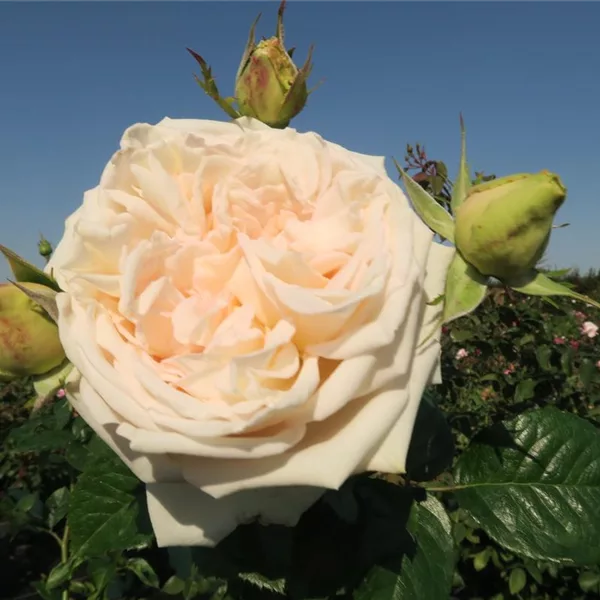 Rosa 'Madame Anisette'®