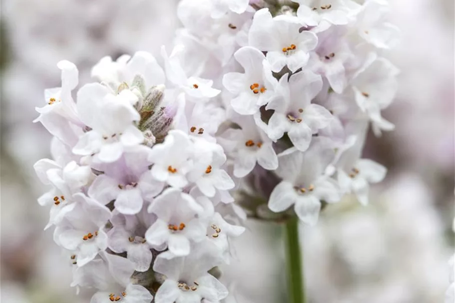 Lavendel 'Ellagance Ice' 9 x 9 cm Topf 0,5 Liter