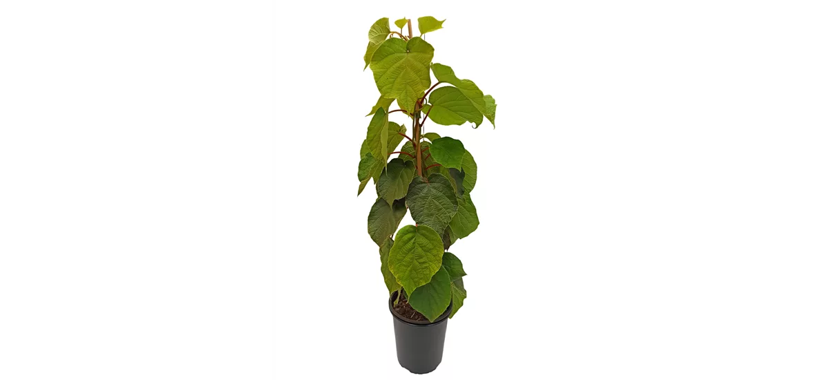 Kiwi 'Male' (männlich) Topfgröße 3,5 Liter