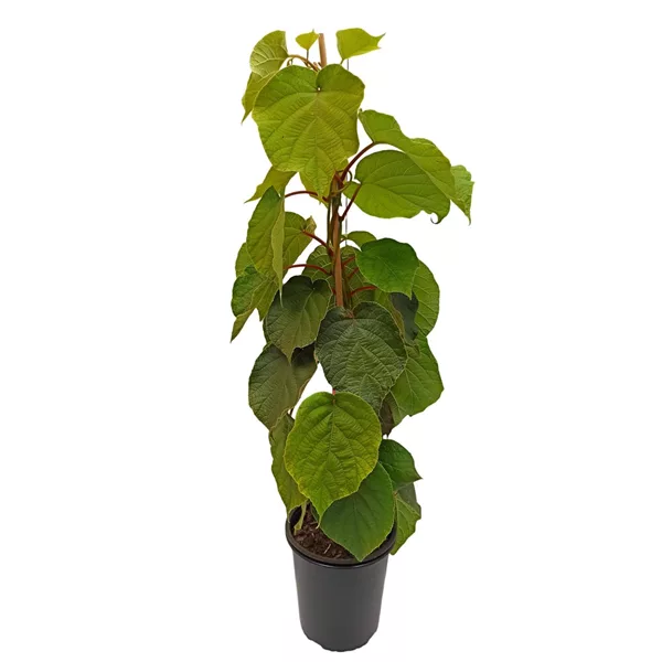 Kiwi 'Male' (männlich)