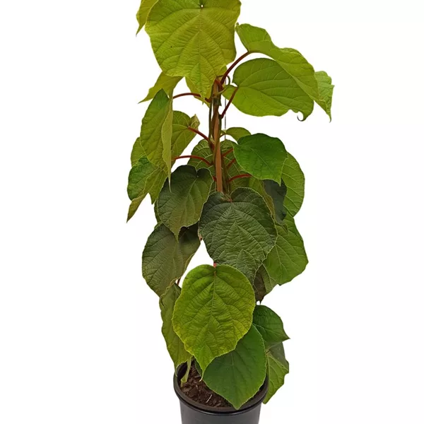 Kiwi 'Male' (männlich)