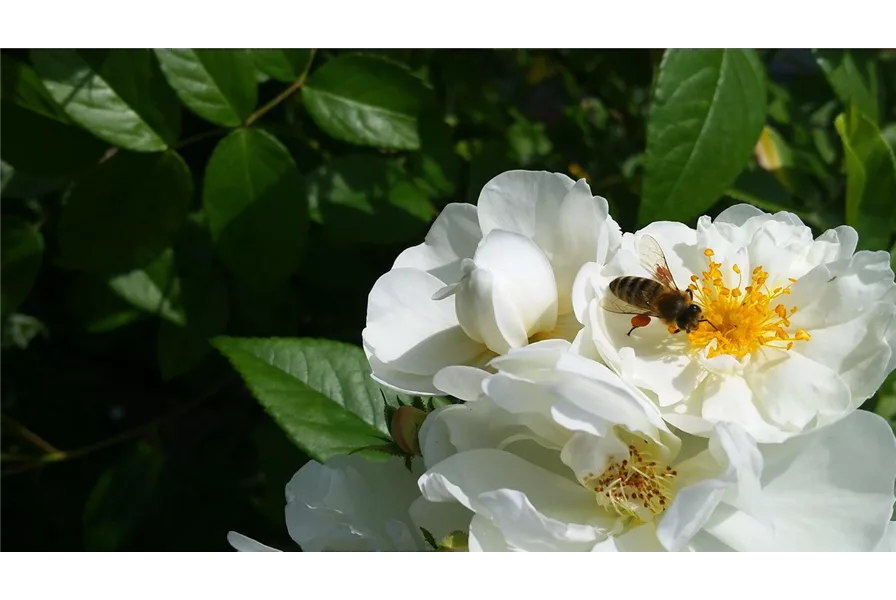Biene an einer ungefüllten Rosenblüte im naturnahen Garten