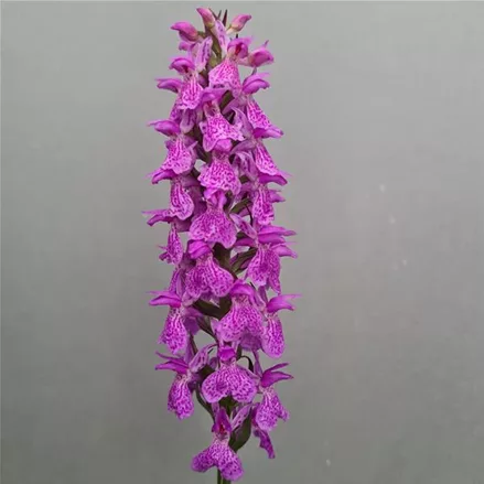 Knabenkraut elata - Freilandorchidee 