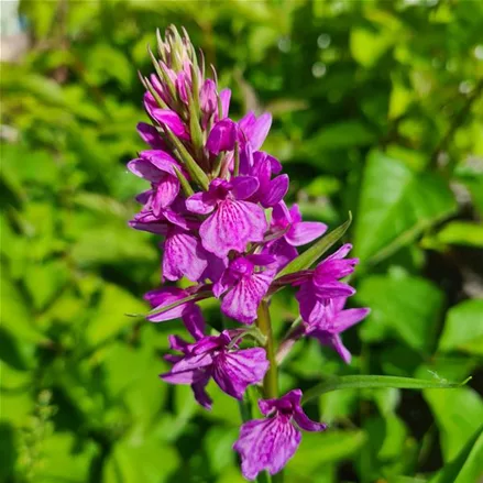 Knabenkraut foliosa - Freilandorchidee 