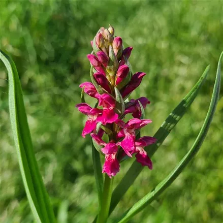 Fleischfarbenes Knabenkraut Hybride -Freilandorchidee