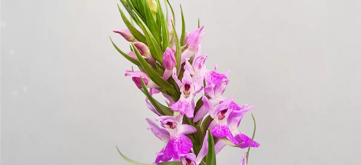 Persisches Knabenkraut - Freilandorchidee 1 kräftige, blühstarke Knolle