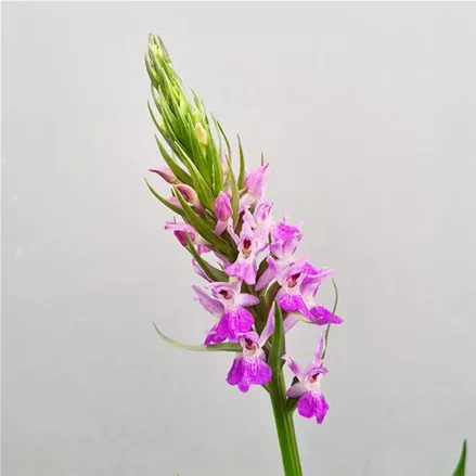 Persisches Knabenkraut - Freilandorchidee 
