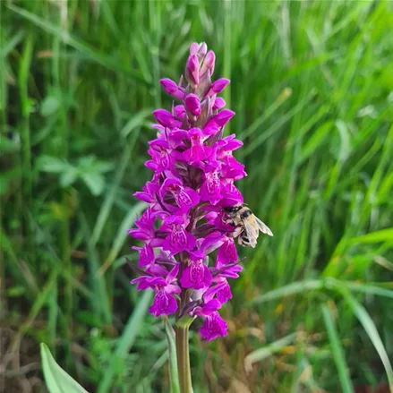 Purpurblütiges Knabenkraut - Freilandorchidee